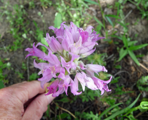 Hooker's Onion (Allium acuminatum)