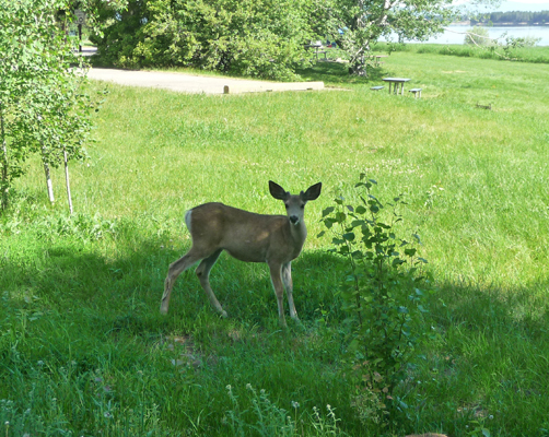 Young buck at Buttercup campground Lake Cascade ID
