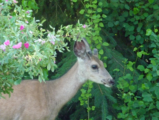 Young buck at Buttercup campground Lake Cascade ID