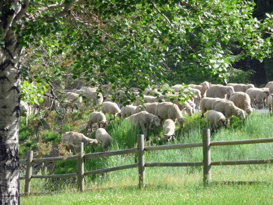 Sheep near day use area Buttercup campground Lake Cascade ID