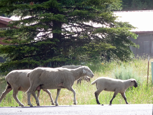 Sheep at Buttercup campground Lake Cascade ID