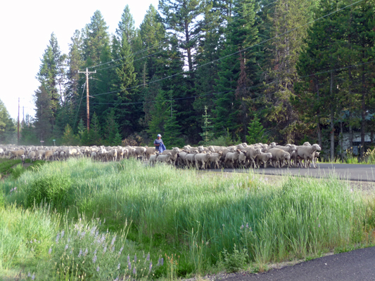 Shepherd dog sheep Buttercup campground Lake Cascade ID