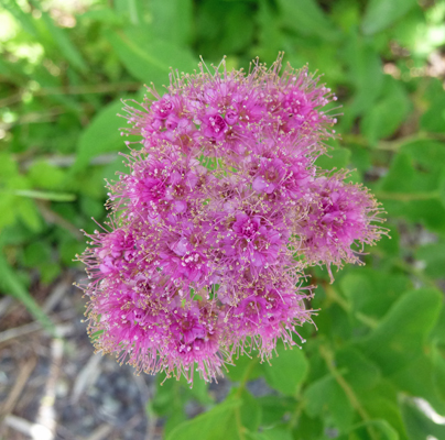 Subapline Spirea ( Spiraea splendens)