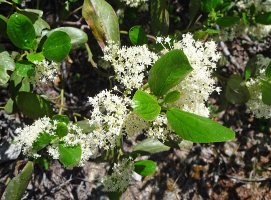 Tobacco bush (Ceanothus velutinus)