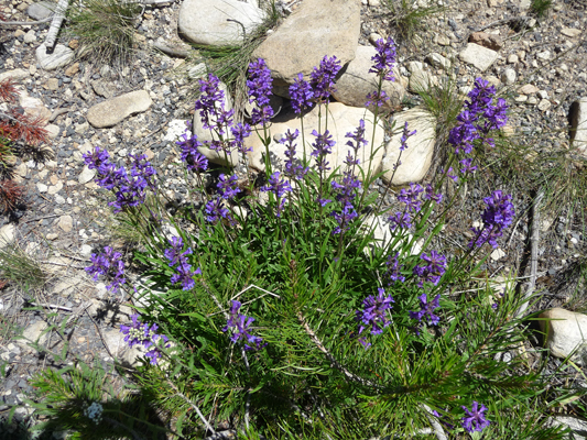 Unknown penstemon