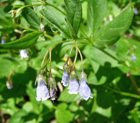 ciliate bluebells (Mertensia ciliata)