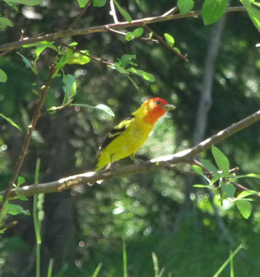 Western Tanager