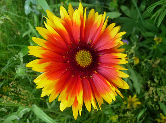 Indian Blanketflower (Gaillardia pulchella)