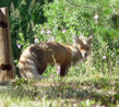 Fox at Buttercup Campground ID