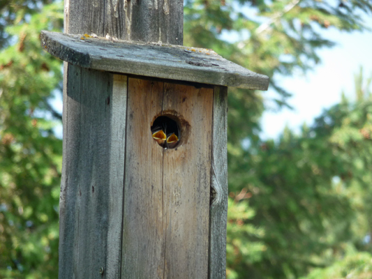 Birdhouse with baby tree swallows