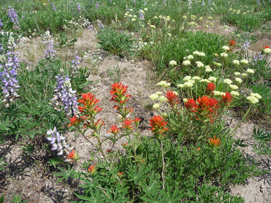 Wildflower meadow East Mountain Cascade ID