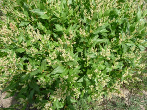 Poke Knotweed (Polygonum phytolaccifolim)