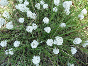 Ball-head Gilia (Ipomopsis congesta)