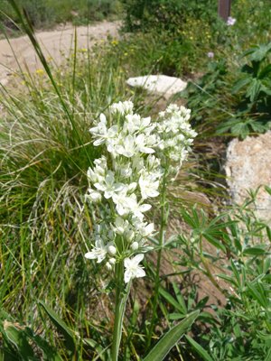 White Gentian (Frasera montana)