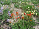 Wildflowers East Mountain Cascade ID