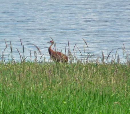 Sandhill Crane Lake Cascade SP