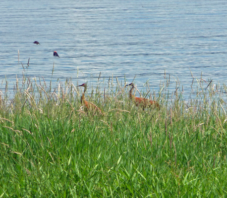 Redwing blackbirds and Sandhill Cranes