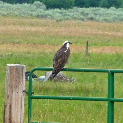 Osprey near Sugarloaf Campground Lake Cascade SP