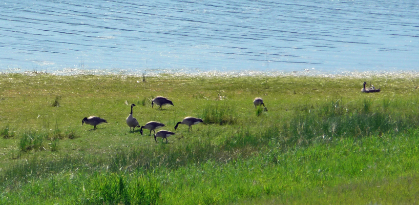 Canada Geese Lake Cascade SP