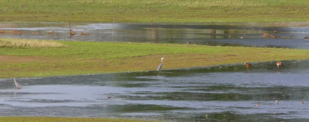 Herons and sandhill cranes Lake Cascade