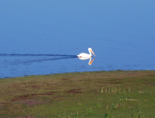 Pelican reflected in Lake Cascade