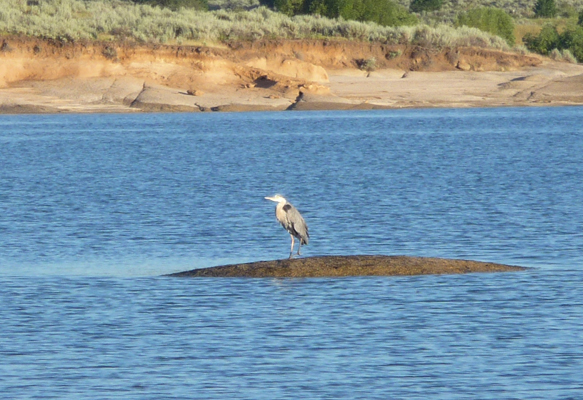 Heron on a rock Lake Cascade