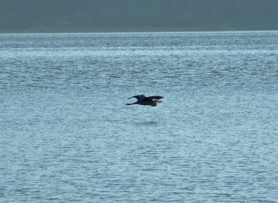 Great Blue Heron in flight