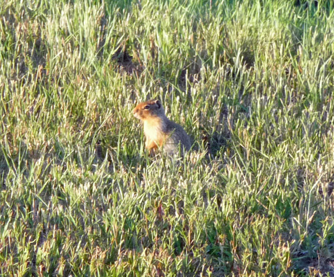 Ground Squirrel Sugarloaf campground Lake Cascade