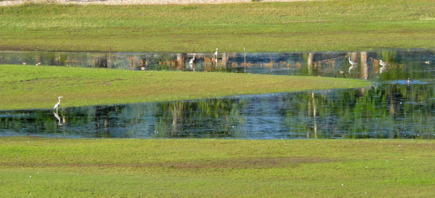 Great Blue Herons Lake Cascade SP