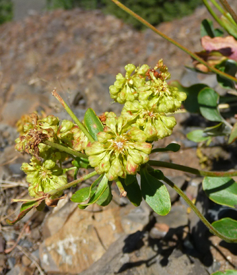 Buckwheat Ponderosa State Park