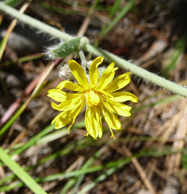 Unknown wildflower Ponderosa State Park