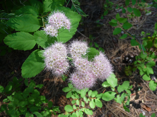 pink spirea ( Spiraea splendens)