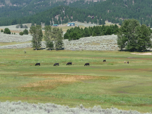 Stray cattle at Sugarloaf Campground Lake Cascade