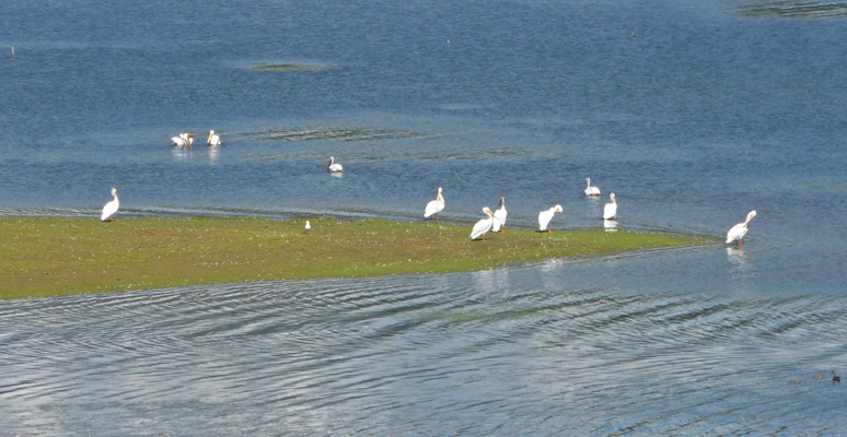 Pelicans Lake Cascade SP