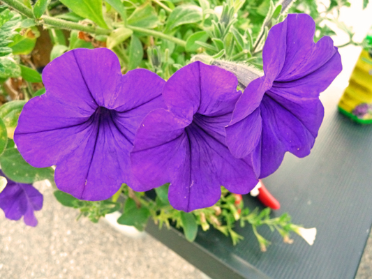 Purple Petunias