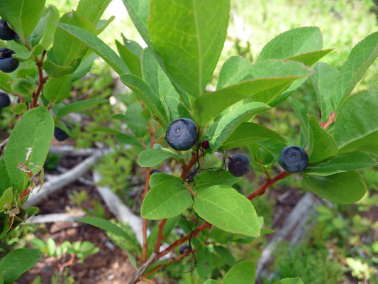 Huckleberries near Boulder Meadow Reservoir