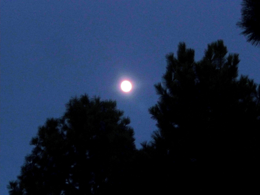 nearly full moon over pines