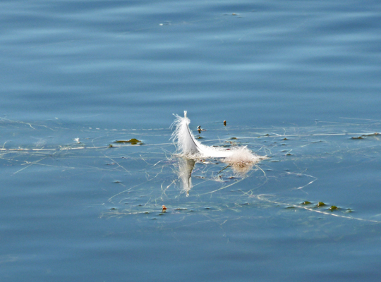 Feather on the water