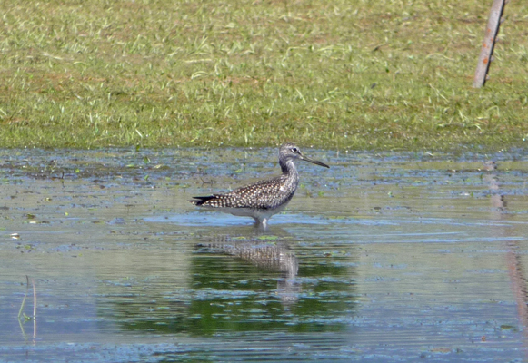 Solitary Sandpiper