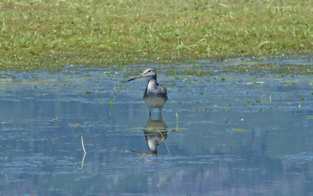 Solitary Sandpiper