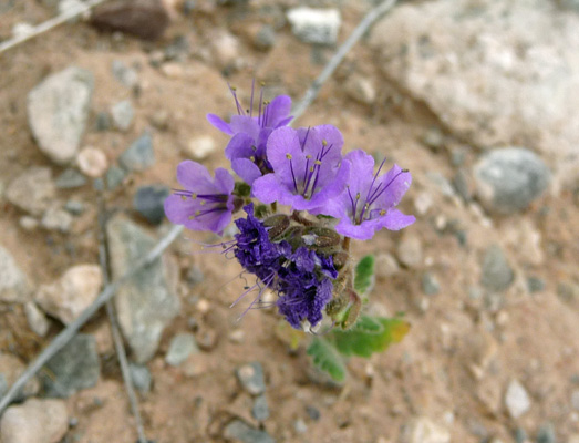 Notch-leaf Phacelia (Phacelia-crenulata)