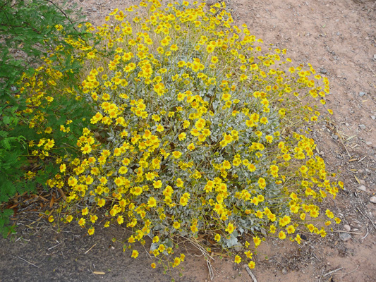 Brittlebush Callville Campground NV