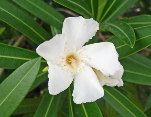 White Oleander Callville Campground NV