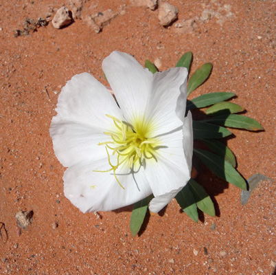 Dune Primrose (Oenothera deltoides)