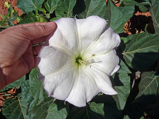 Jimsom Weed (Datura wrightii)