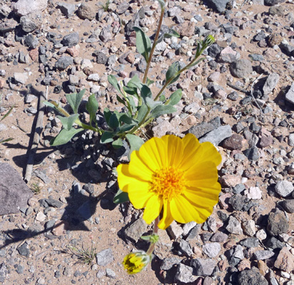 Desert Gold (Geraea canescens)