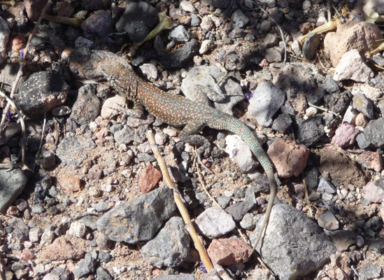 Great Basin Whiptail