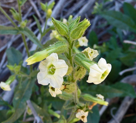 Desert Tobacco (Nicotiana obtusifolia)