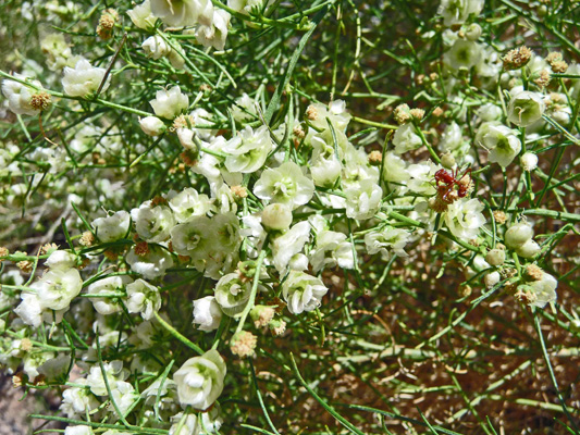 Cheesebush (Hymenoclea salsola)
