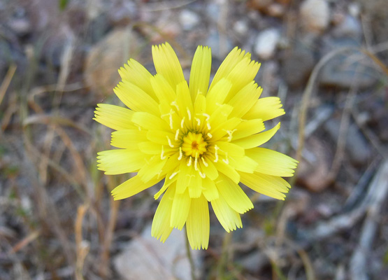 Desert Dandelions (Malacothrix glabrata)